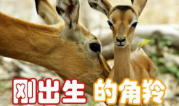 动物生孩子视频,动物育儿奇观大揭秘